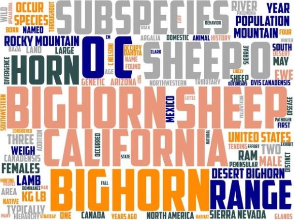 Sheep Mountain Typography